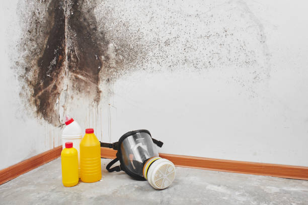 Best Mold Remediation  in Fairfax, CA