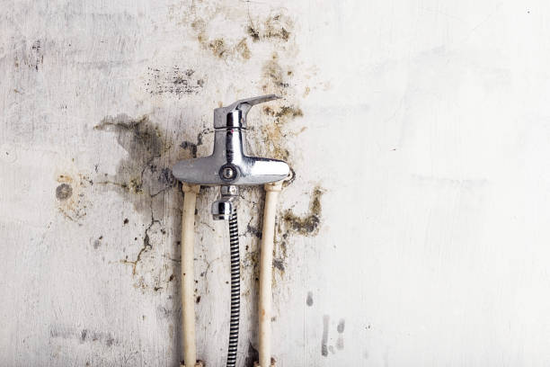Best Mold Testing and Removal  in Fairfax, CA
