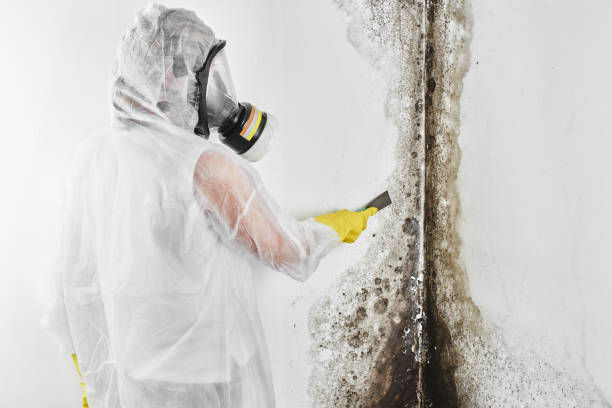 Mold Testing and Removal in Fairfax, CA