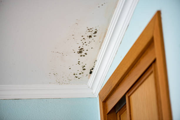 Best Home Mold Removal  in Fairfax, CA