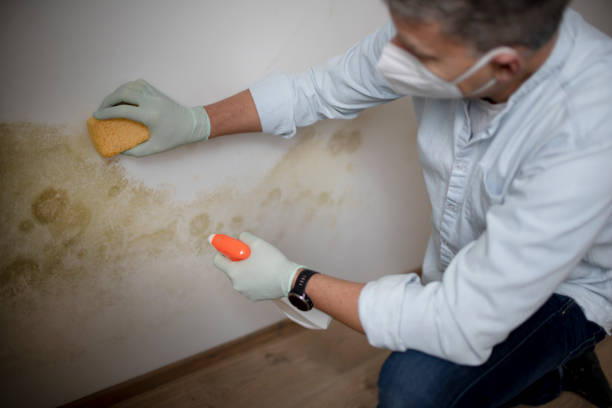 Best Mold Testing  in Fairfax, CA