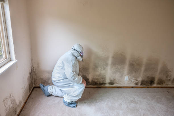 Best Mold Inspection  in Fairfax, CA