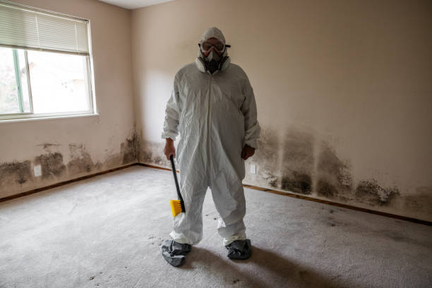  Fairfax, CA Mold Removal Pros