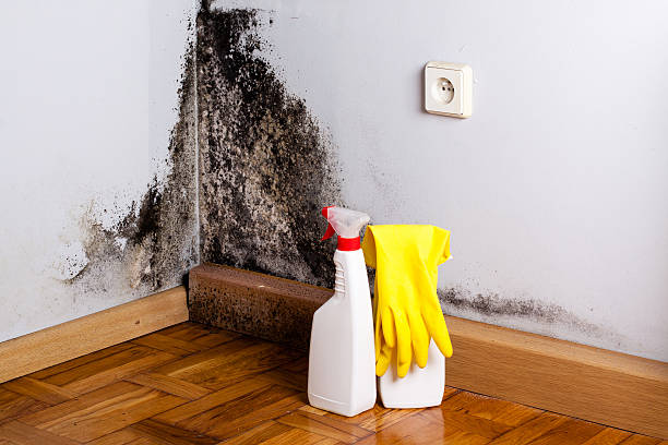 Best Attic Mold Removal  in Fairfax, CA