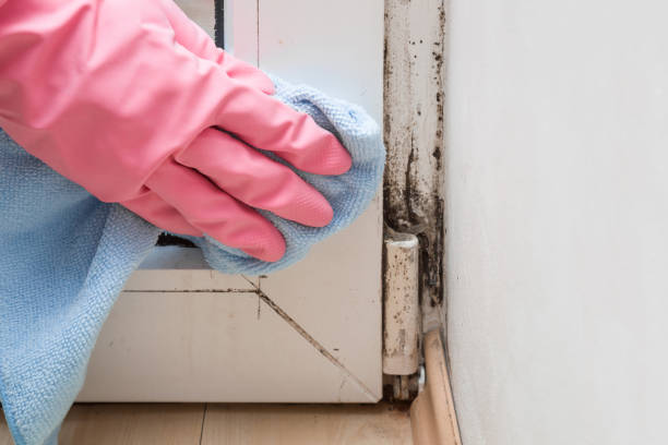 Best Residential Mold Removal  in Fairfax, CA