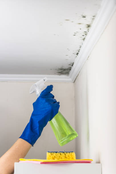 Crawl Space Mold Removal in Fairfax, CA