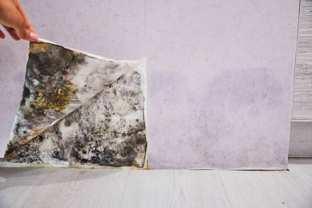 Home Mold Removal in Fairfax, CA